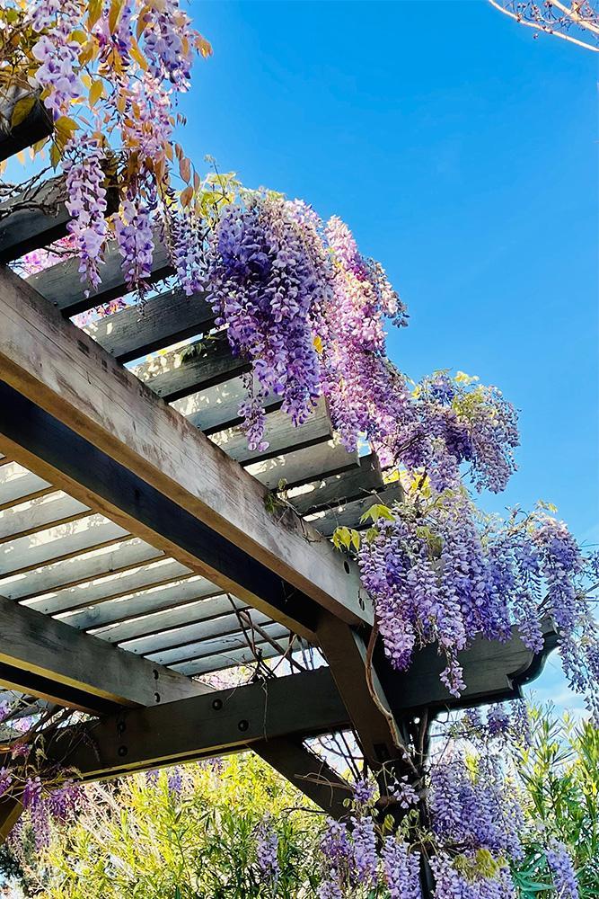 Akena Pergola - Végétaliser sa pergola