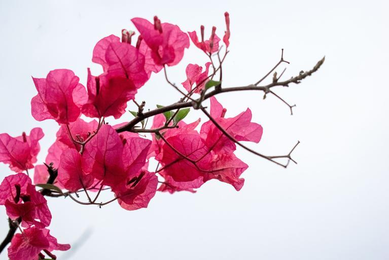 Fleurs véranda - Bougainvilliers - Akena