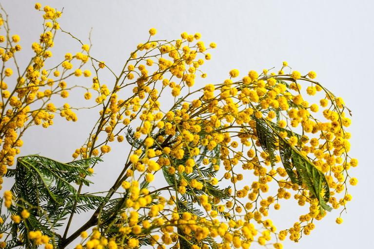 Fleurs véranda - Mimosa - Akena