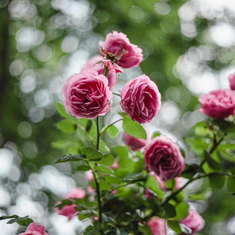 Akena Pergola - Terrasse lumineuse roses